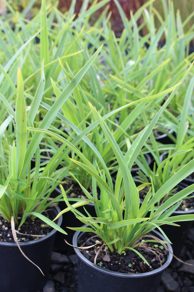 Phormium cookianum ‘Emerald Gem’ – River Road Nursery