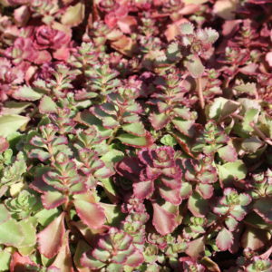 Sedum Spurium Dragon S Blood River Road Nursery