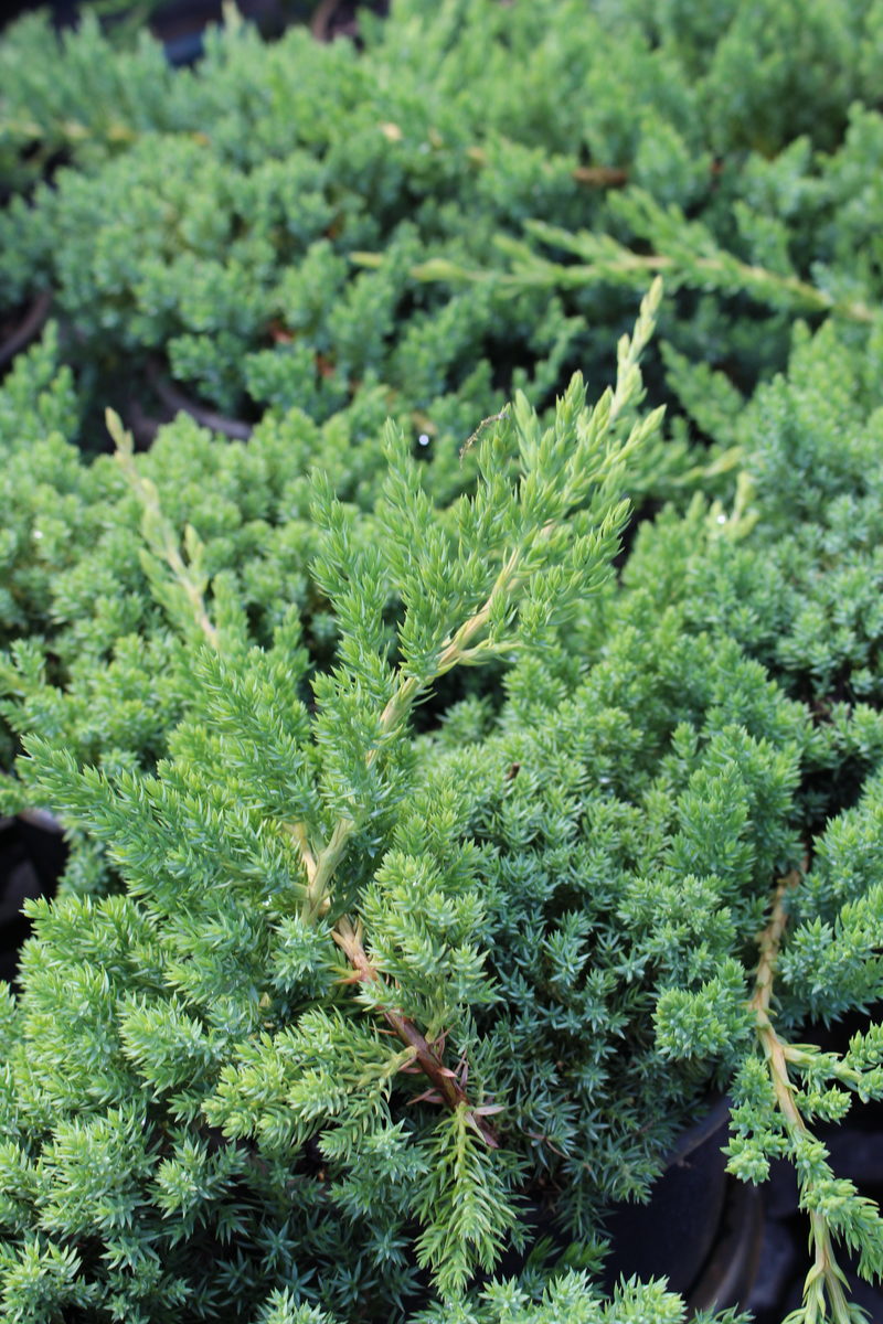 Juniperus Procumbens ‘Nana’ – River Road Nursery