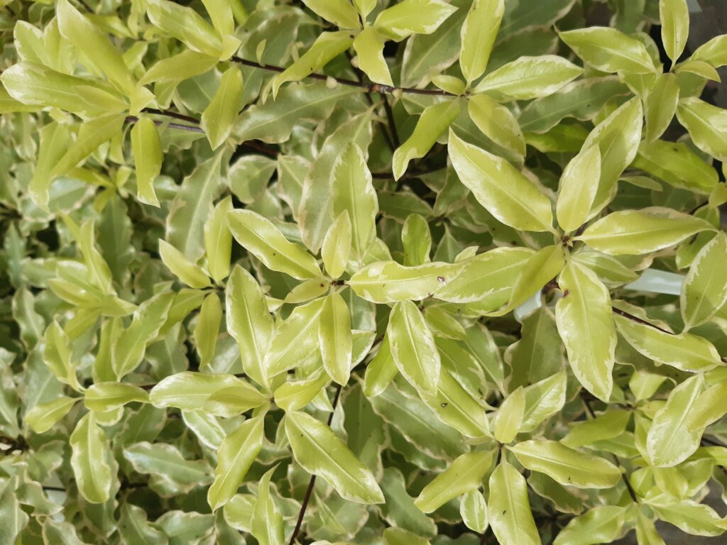 Pittosporum minima ‘Variegata’ River Road Nursery