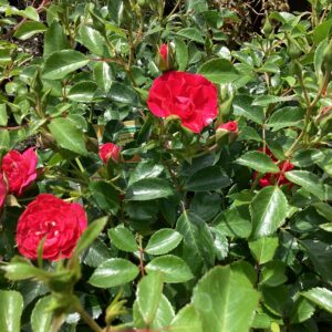 Carpet Rose
