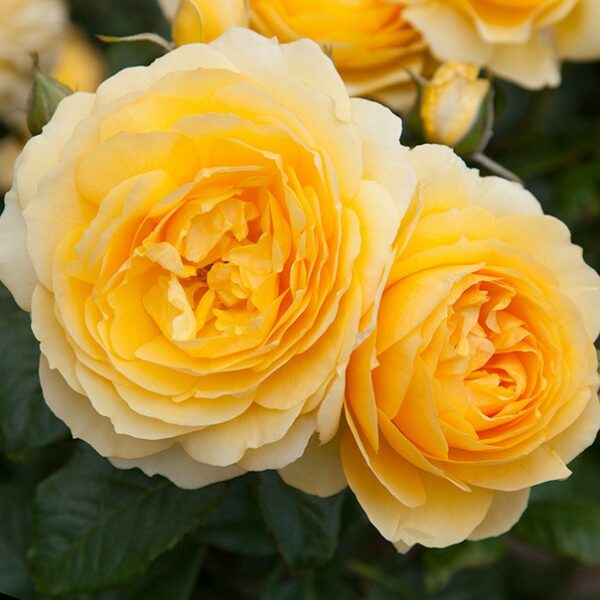 Rose My Dad