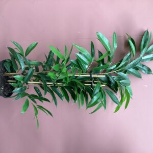 Ficus Amstel king