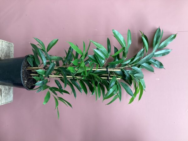 Ficus Amstel king