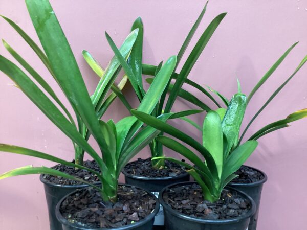 Clivia Red