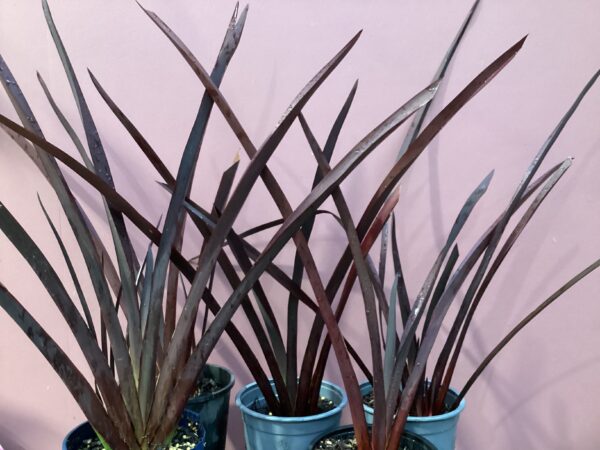 Phormium Royal flush