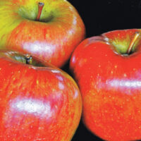 Apple Braeburn