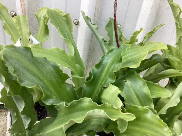 Veltheimia bracteata pink