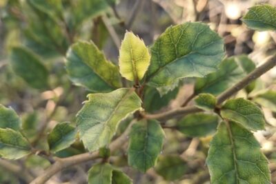 Top 3 native trees for attracting birds