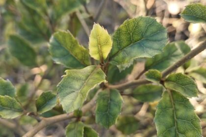Top 3 native trees for attracting birds