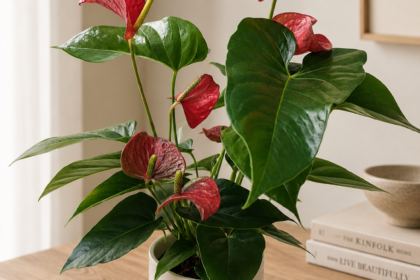 Living Gift Collection