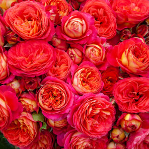 Rose Pride
