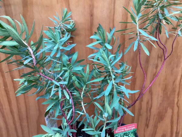 Euphorbia glauca