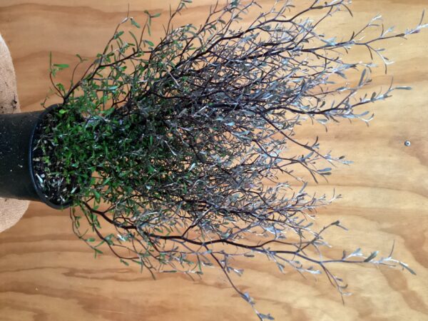 Corokia silver ghost