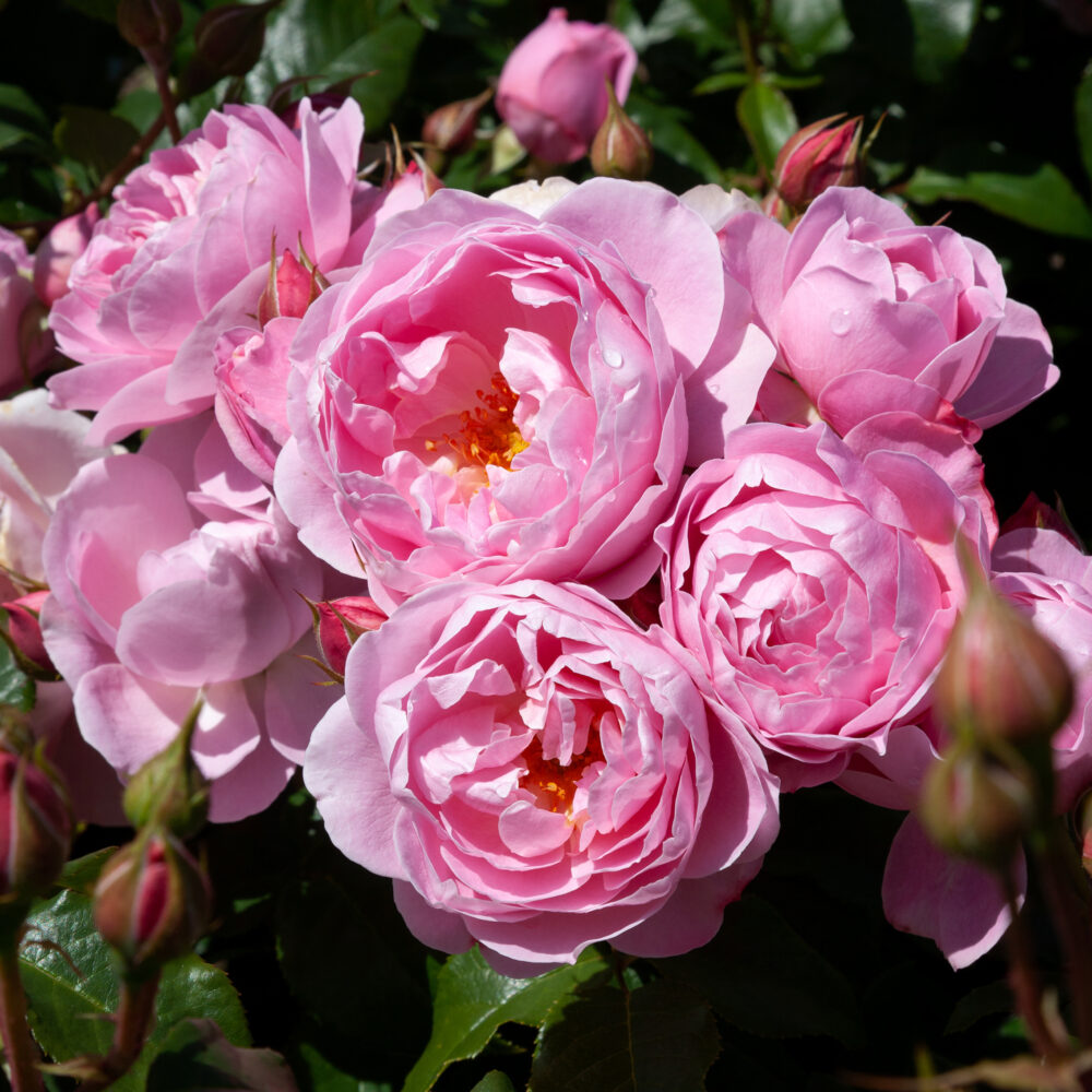 New Season Roses