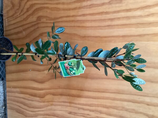 Feijoa arhart