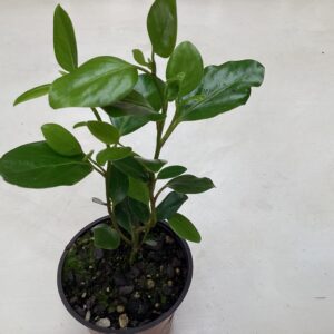 Griselinia littoralis