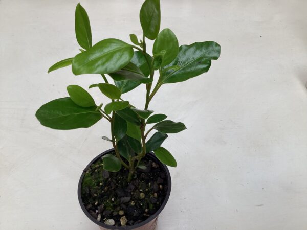 Griselinia littoralis