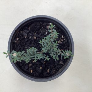 Pimelea Anatoki blue