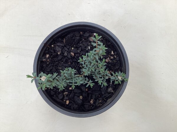 Pimelea Anatoki blue